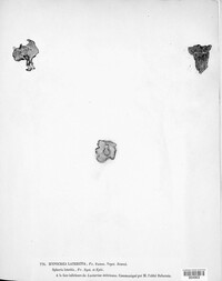 Hypomyces lateritius image
